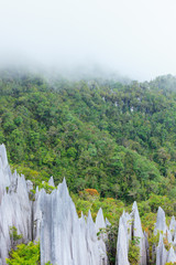 Limestone pinnacles at gunung mulu national park