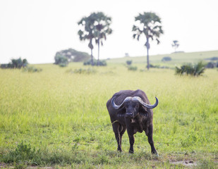 African Buffalo at Murchison Falls National Park in Uganda, Africa