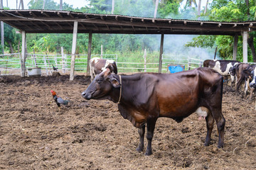 cows in a farm, Dairy cows eating in a farm