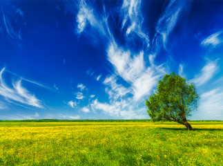 Spring summer green field scenery lanscape with single tree