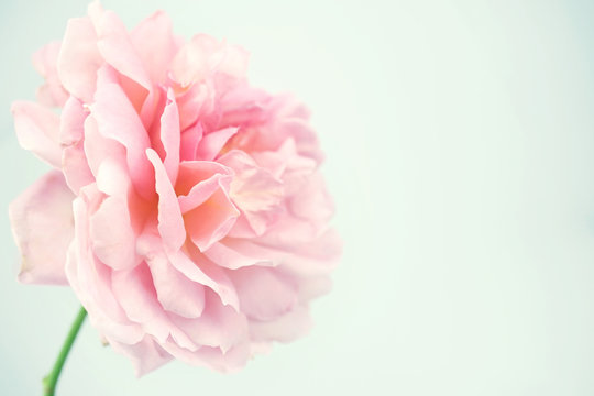 Sweet roses in soft color style for background
