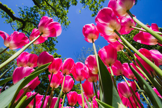 View of pink tulips from ground. Bottom side of tulip leafs are visible. at the background some tree branches are visible. Tulips are shining under sun.