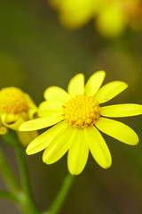 Yellow daisies