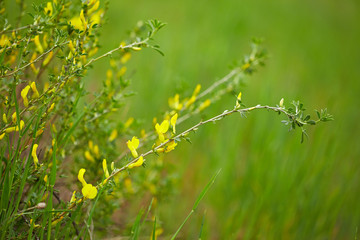 Nature background