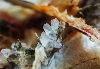 Scales and fish skins