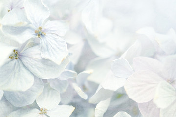 Hydrangeas in winter style on mulberry paper texture for background
