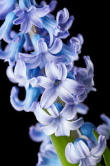 Fototapeta na wymiar Hyacinth flower