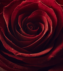 Red rose