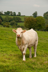 Fototapeta na wymiar White cow of Charolais breed in Normandy, France