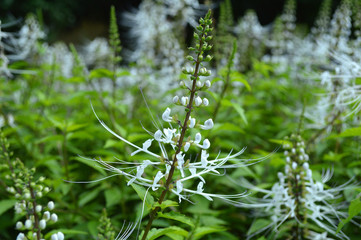 Cat whiskers flower, Orthosiphon aristatus, Central of Thailand