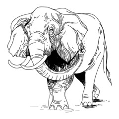 Fototapety  vector illustration of engraving elephant on white background