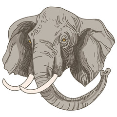 vector illustration of engraving elephants head on white backgro © museyushaya