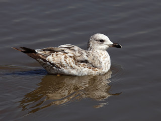 Yellow-legged gull