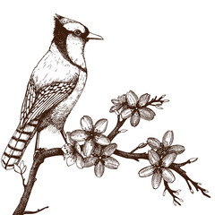 Vintage bird sketch isolated on white