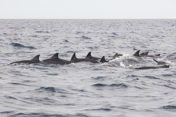 Fototapeta premium Wild dolphins indonesia
