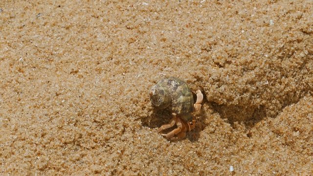 hermit crab in the sand close-up 4k
