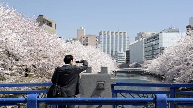 TOKYO - APRIL 13th: People viewing the cherry blossom near a riverside in Tokyo on April 13th, 2011. The cherry blossom season known as Hanami; is one of Japan's favourite and shortest festivals.