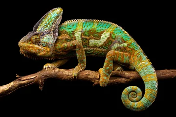 Wall murals Chameleon Side on picture of a yemen chameleon isolated on a black background