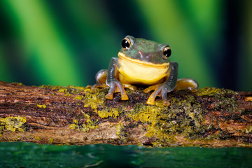 Smile! A friendly smiling tree frog