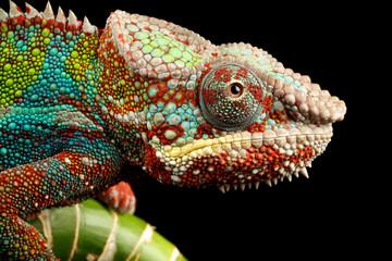 blue bar panther chameleon macro of head isolated against a black background - obrazy, fototapety, plakaty