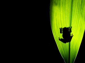 A tree frog on a backlit leaf