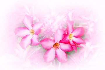 Fototapeta na wymiar azalea, flower made by color filter for background