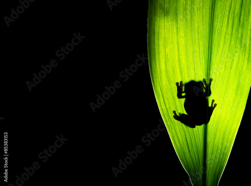 жаба лист фон без смс