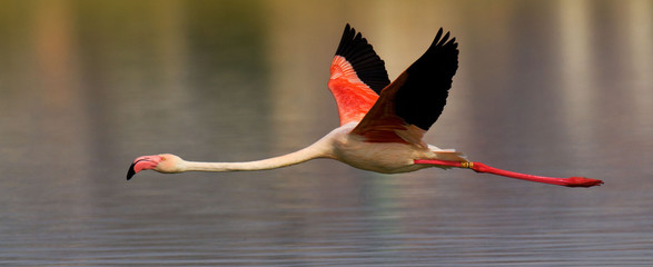 Flamenco rosa (Phoenicopterus roseus)