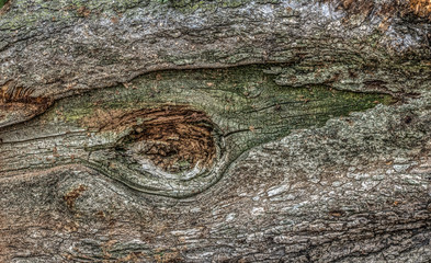 Close up of log