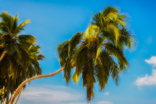 Closeup palm trees in Playa Blanca