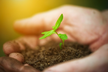 young sprout plants in old dirty hands, concept