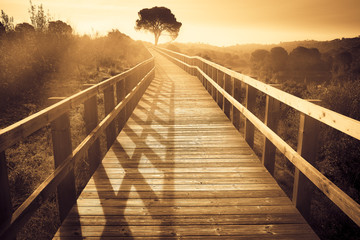 landscape of a wooden path with a tree at sunset