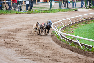 Greyhound dogs racing
