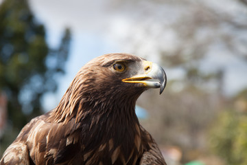 Steinadler Kopf