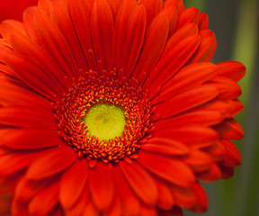 red gerbera flower macro