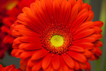 red gerbera flower macro