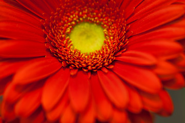 red gerbera flower macro