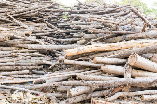 รูปภาพTaramba – เลือกดูภาพถ่ายสต็อก เวกเตอร์ และวิดีโอ11 | Adobe Stock