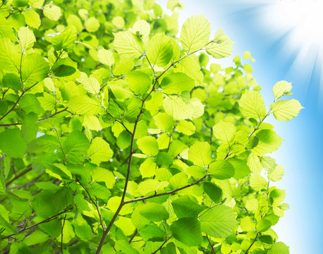 Beech Leaves Branches in the Sun