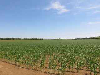 Fototapeta na wymiar campo di mais, campagna