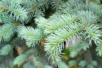 Close up of Fir Tree Needles