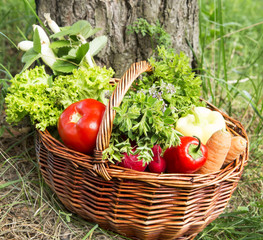 Bio Vegetables and Green Herbs Basket Freshly Picked from the Ga
