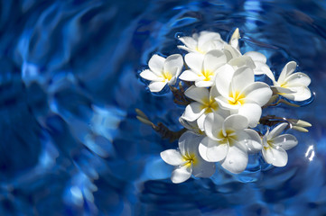 Frangipani-Badekurortblumen über glänzendem Wasser background-17