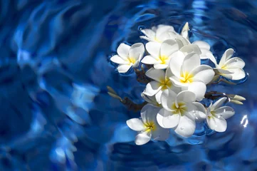 Printed kitchen splashbacks Frangipani frangipani spa flowers over shiny water background-17