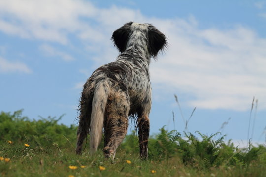 chien chasseur en montagne