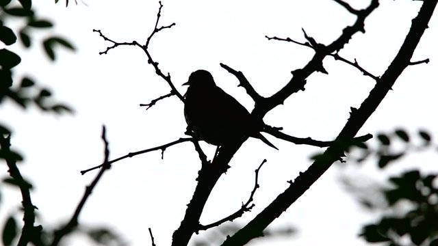 song thrush against trees in the wood with a natural sound in kontrovy light
