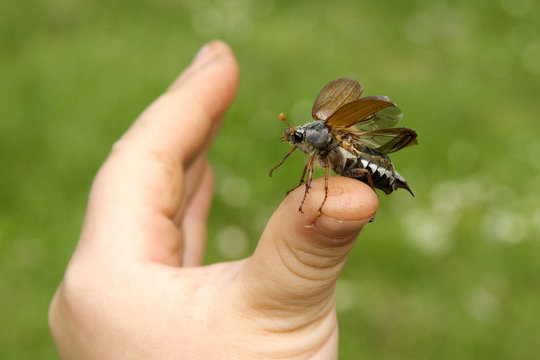Maikaefer; Melolontha; Startend