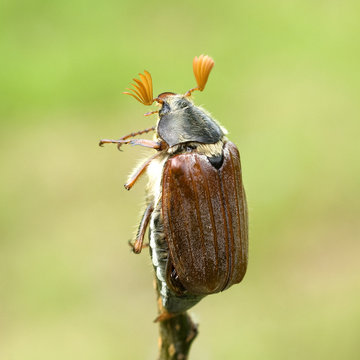 Maikaefer; Melolontha; Startend,