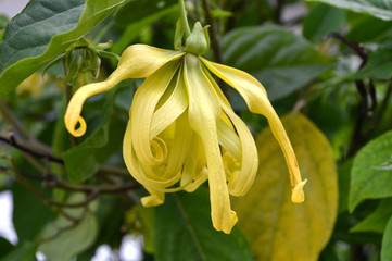 Dwarf ylang ylang flower, Cananga odorata var. fruticosa, Central of Thailand