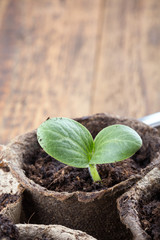 Young pumpkin sprout